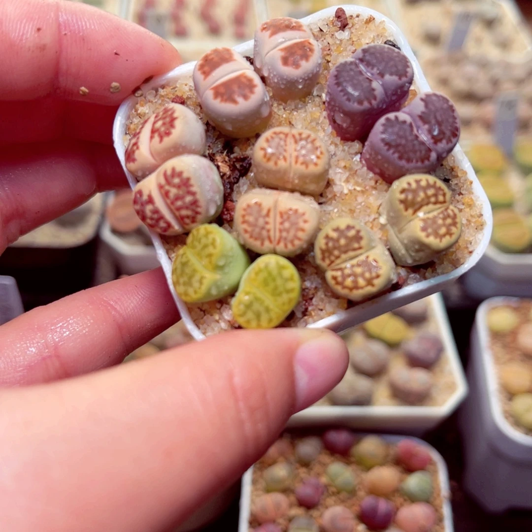 416带盆包邮发货了