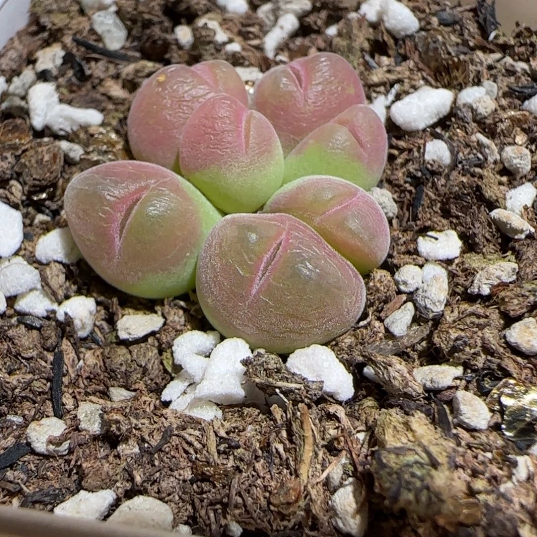 Q***'肉锥多肉植物组合-短毛翠滴有疤142