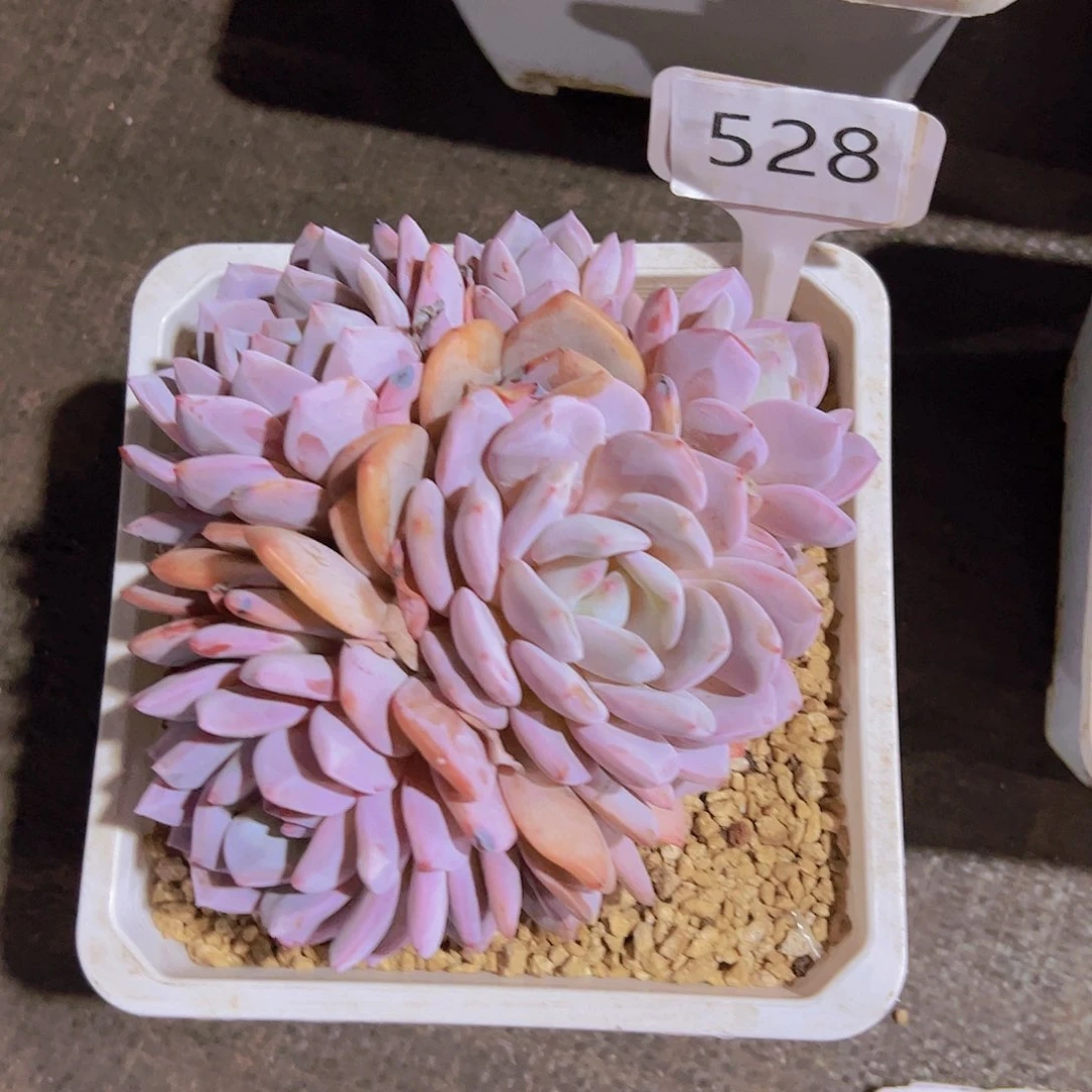 唯***e528石榴汁25.8元元