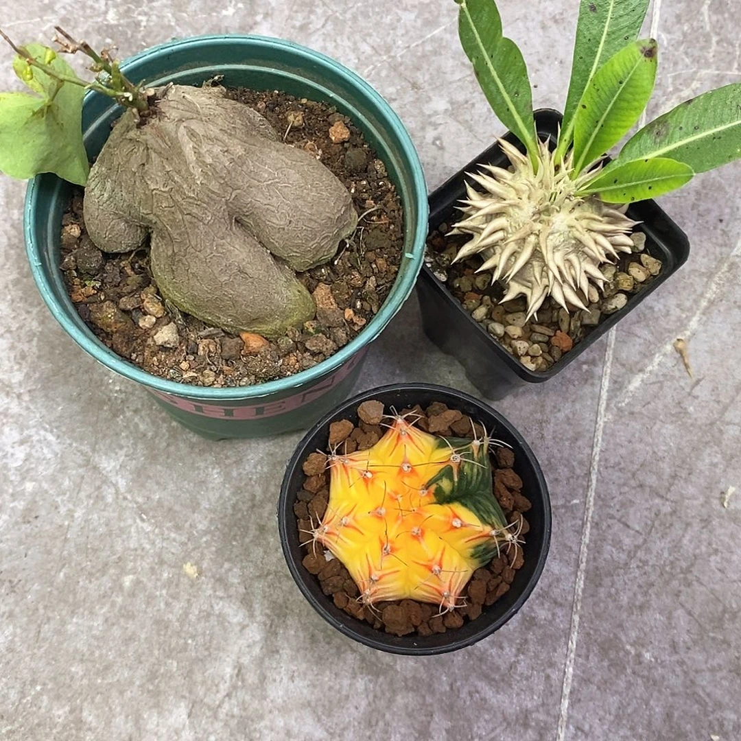 叁***叁一物一拍三颗仙人球