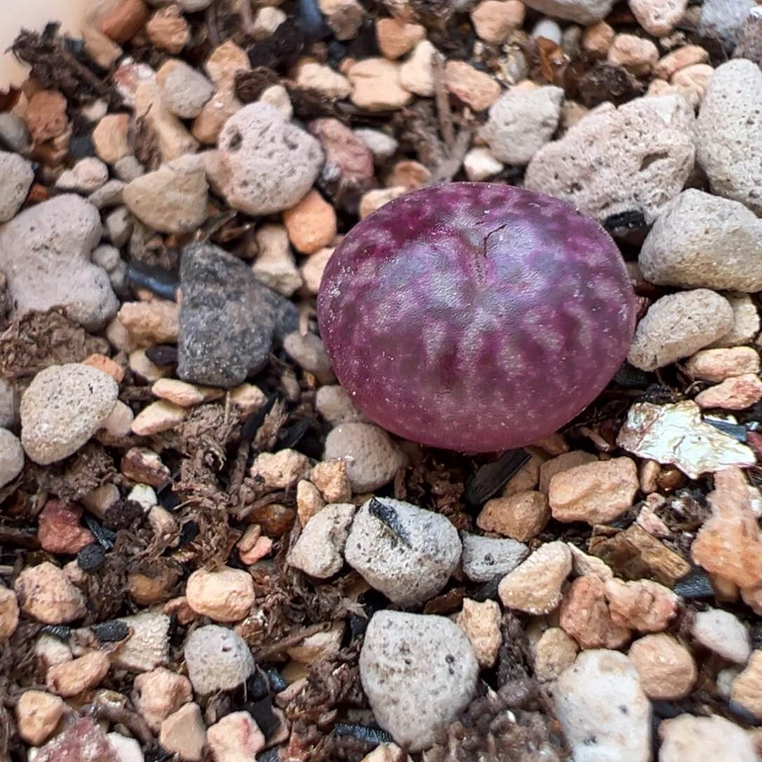 冷**知1111111111多肉