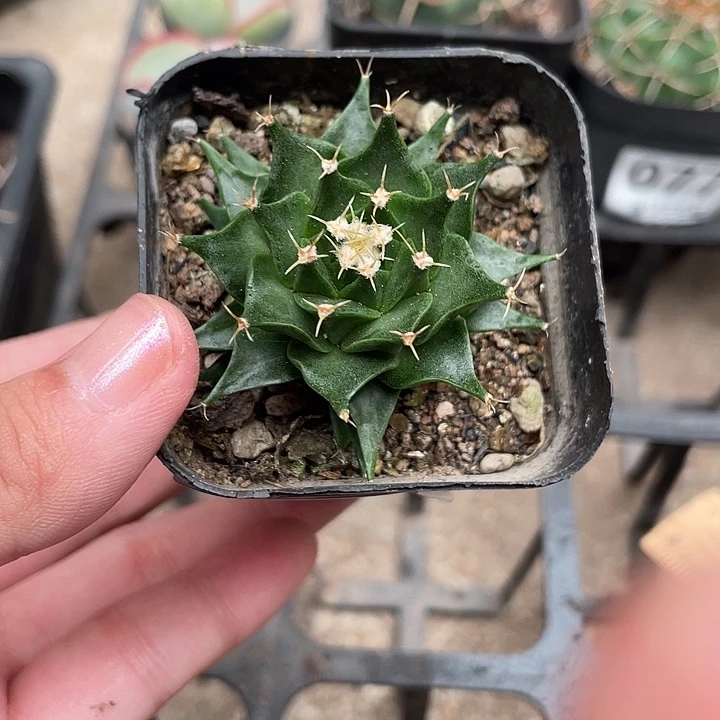080实生帝冠仙人球植物