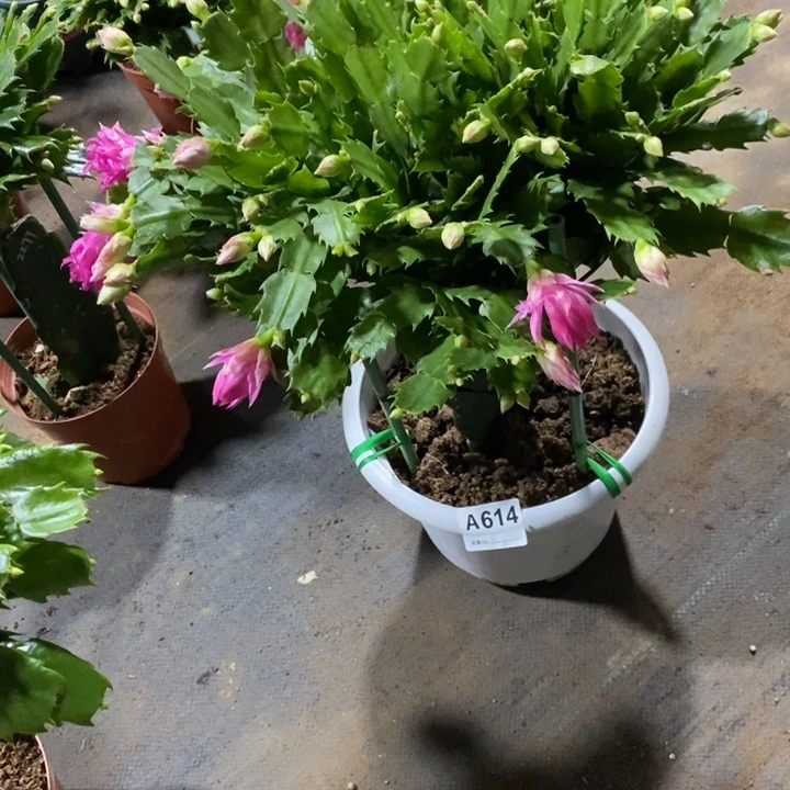当前无花栽培后可以开花金***堂614嫁接2277