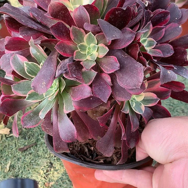 603金斯雀多肉植物