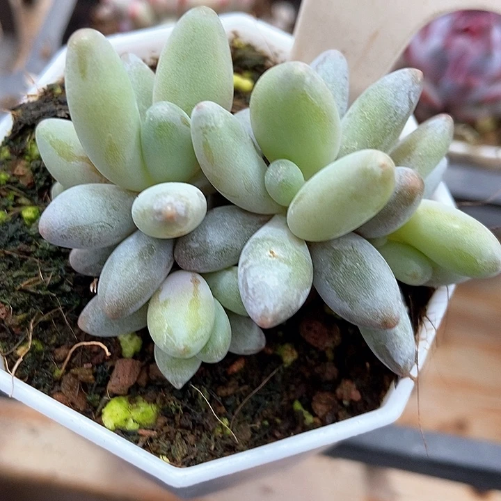 多肉植物907多肉