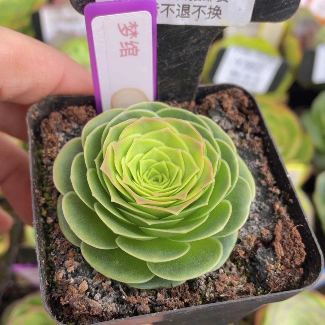 梦绾福利062一物一拍