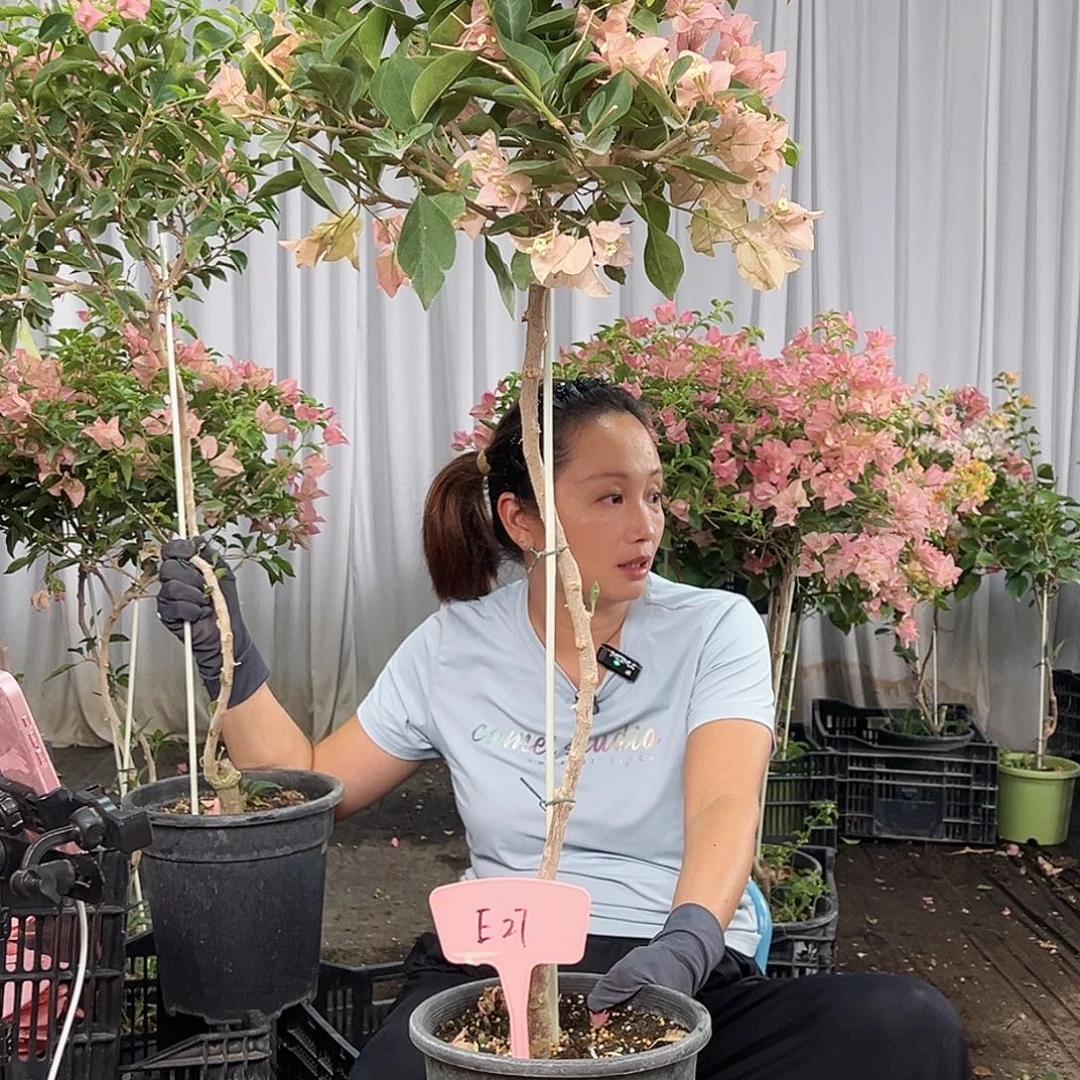 百***利当前无花栽培后可以开花E27卡亚塔