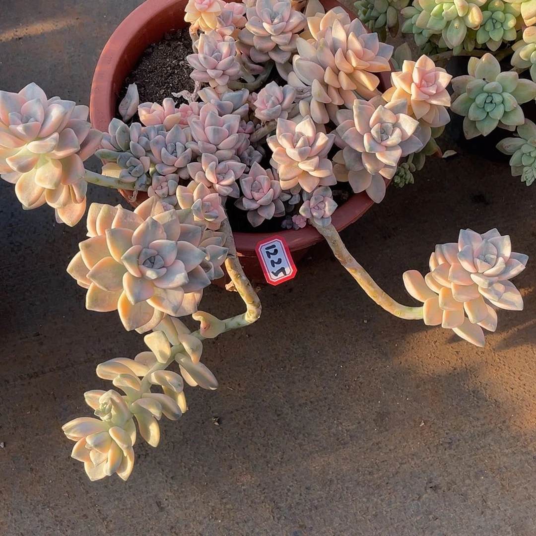 1225美杏锦 一物一拍多肉