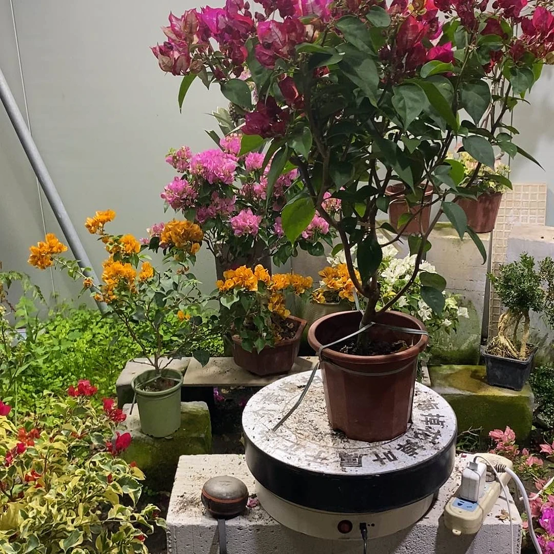 大部分开放少量花苞