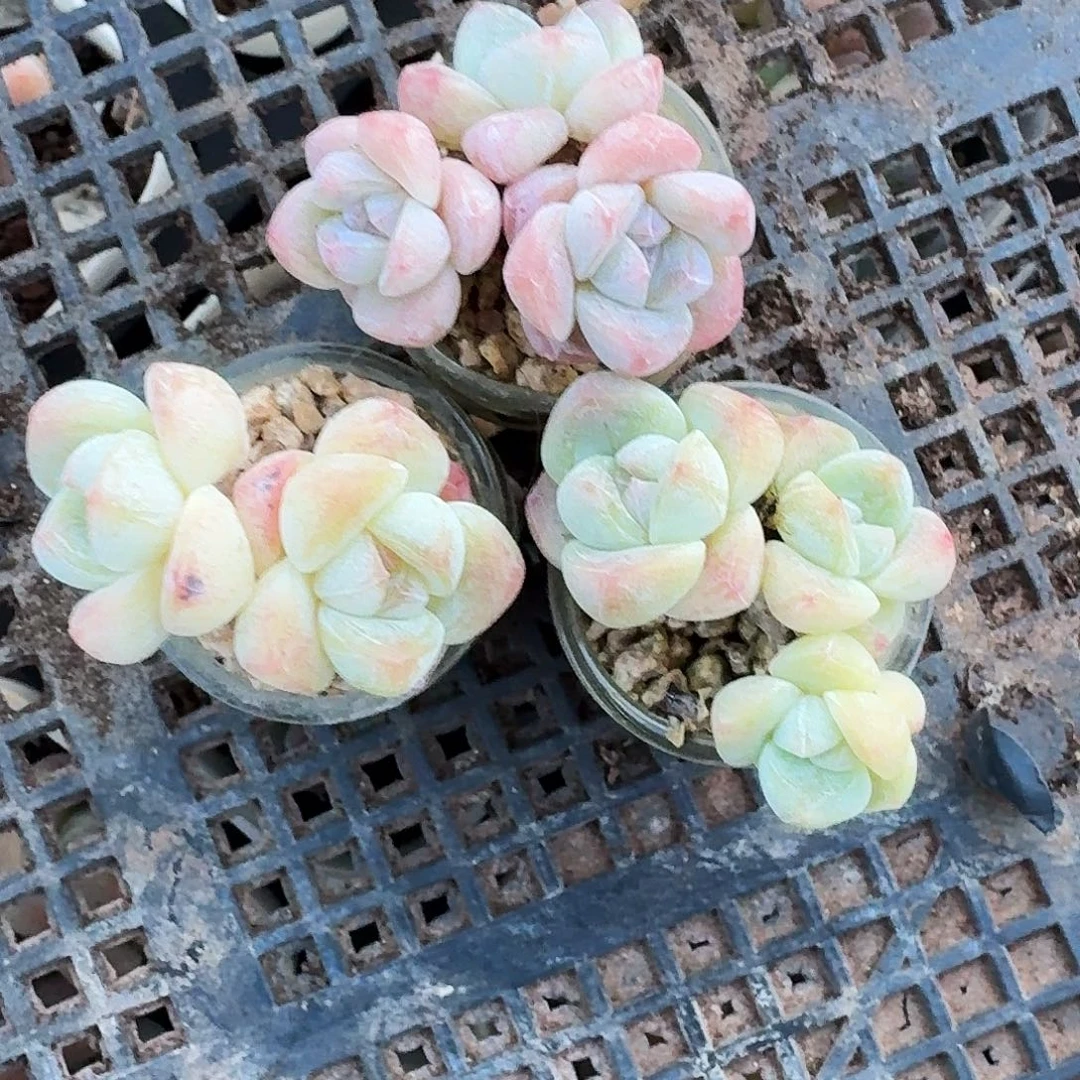 冰玉三颗一起福利