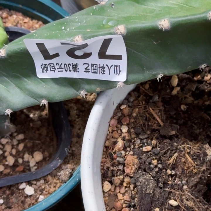无花朵福利007大尤母本尤接包活