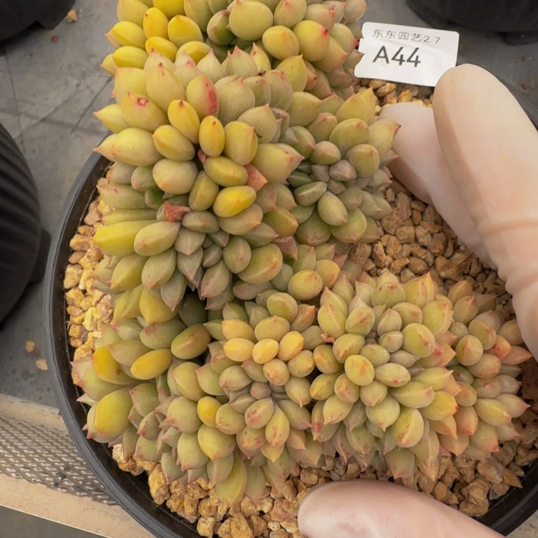 a a a a a a a a 44