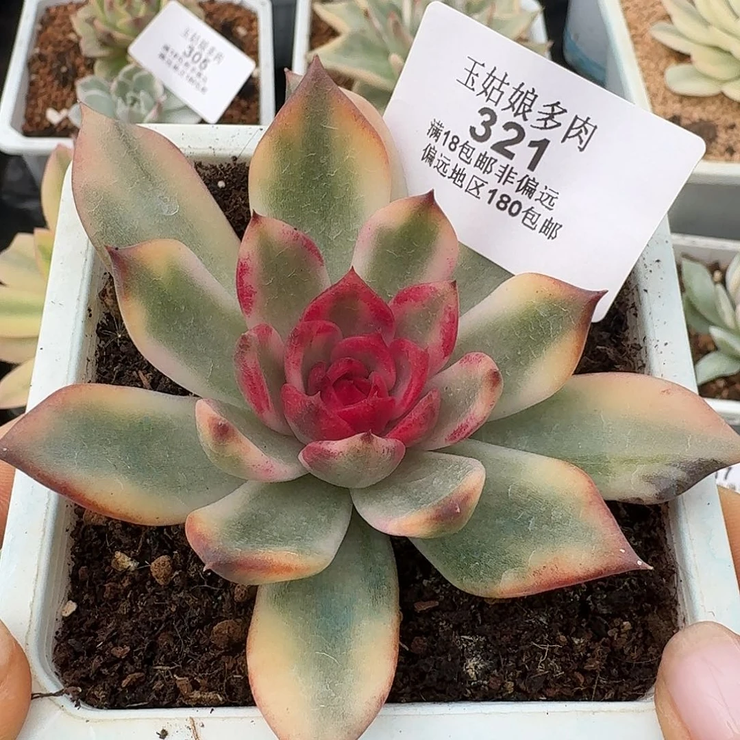 火焰山锦一物一拍的