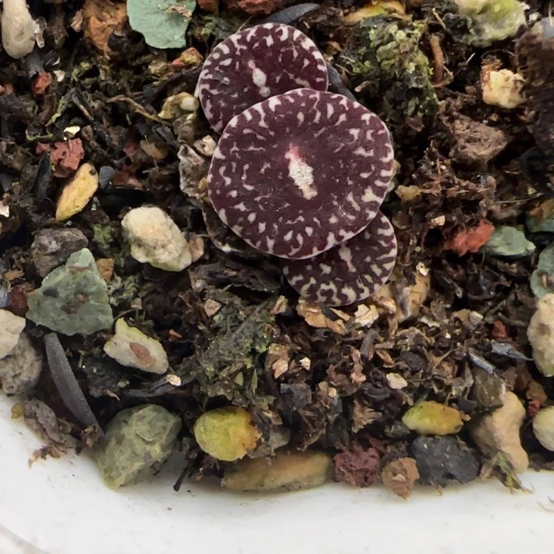 阿***️多肉植物一颗墨小锥