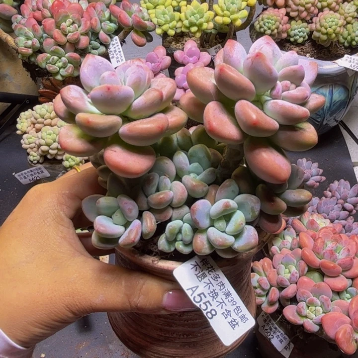 樱花洛神558/10cm多肉