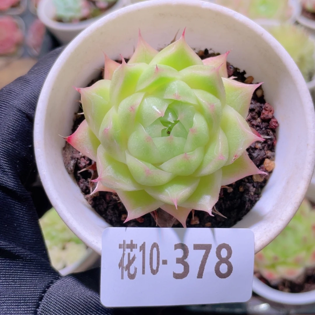 花利美10-378麦秆单头