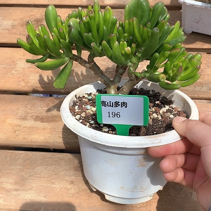 196-直播福利 吸财树