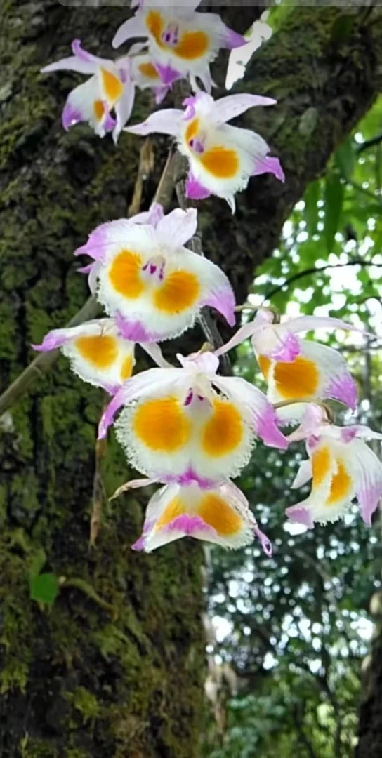 紫皮石斛兰花绿植盆栽花色艳丽爆花量大美观