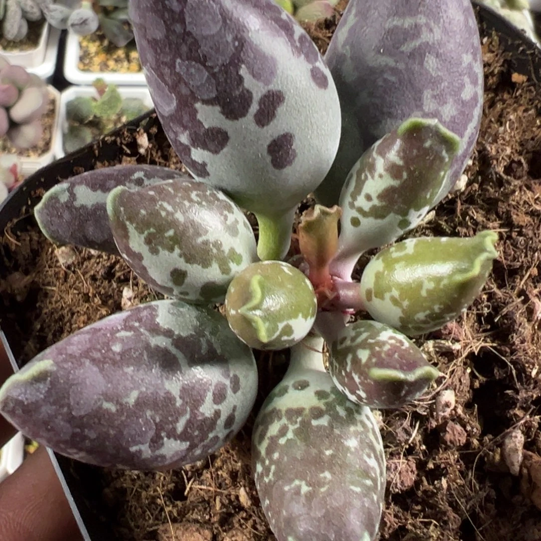 油亮墨点斑海豹大胖子