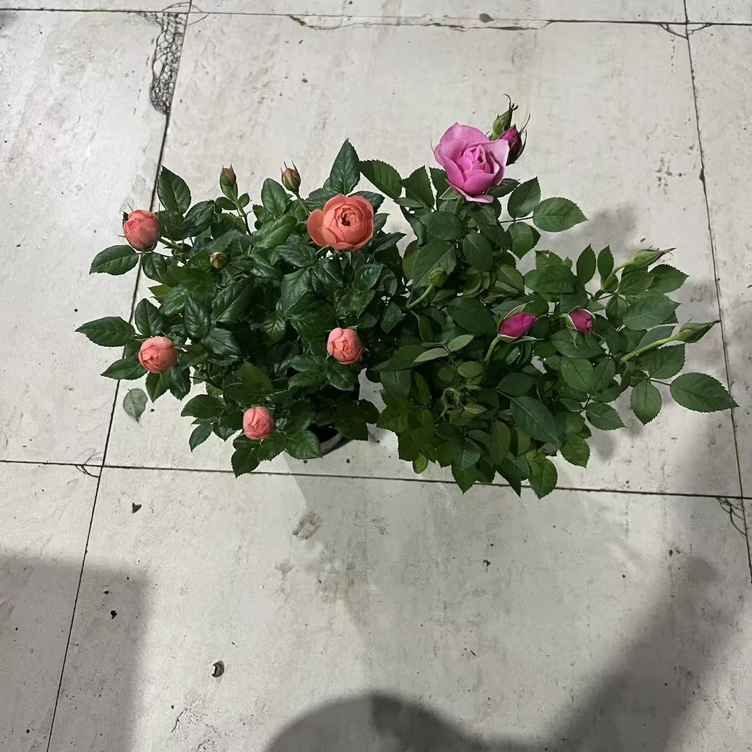 高端玫瑰花买一送一盆栽
