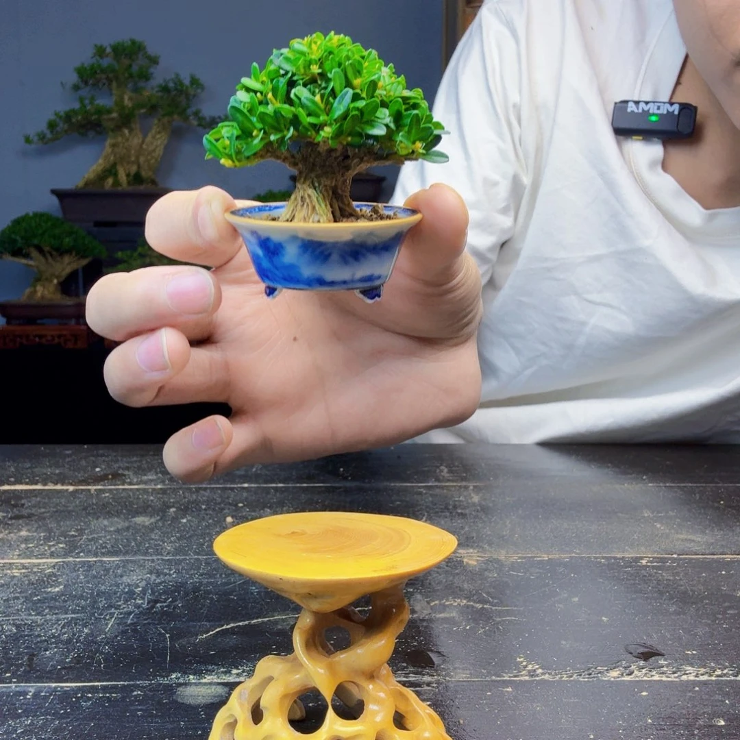 L***生无花朵黄杨盆景一物一拍