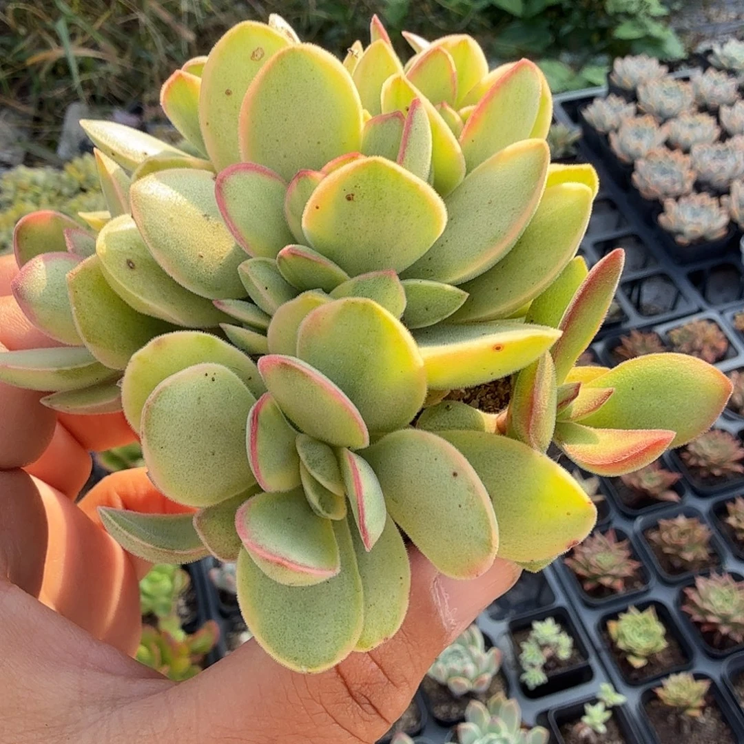 随机发七公分无砍朝霞锦满20包邮