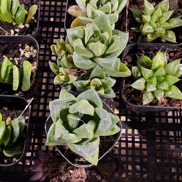 三仙寿带哦土发货