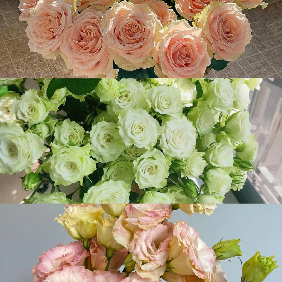 次日达 绿野仙踪组合