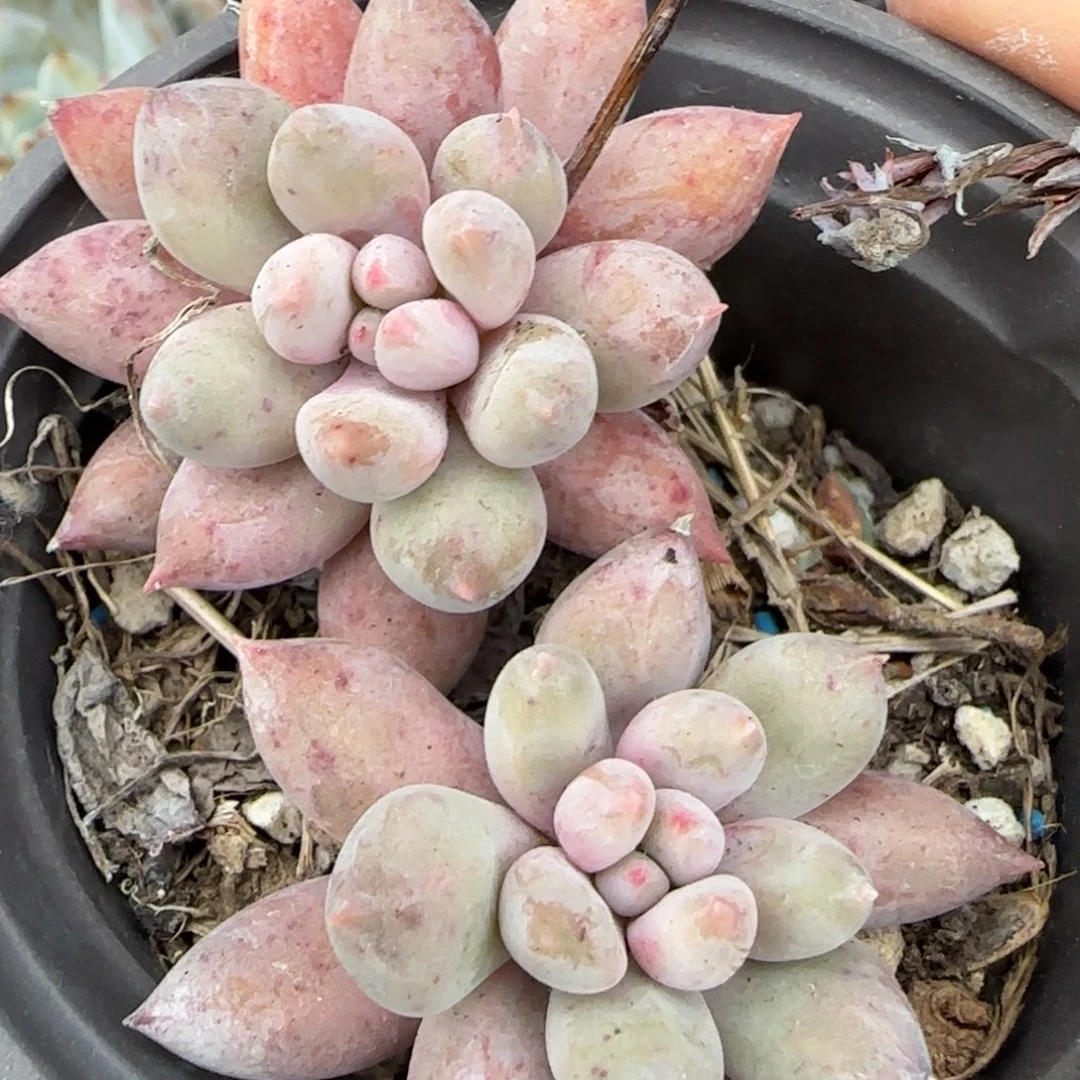 多肉小卡拉米糖心一物一拍