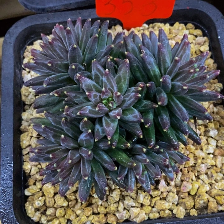 这个我都看出来这一