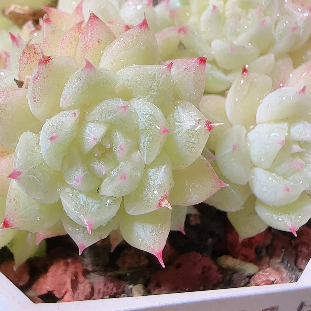 花语逸镜1127-42散