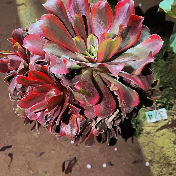 032光辉多肉植物处理不售后缀化