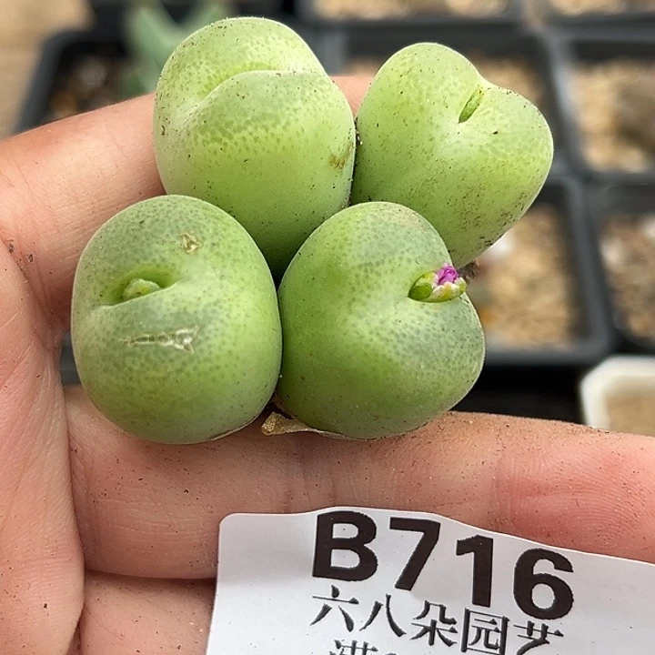 无花朵716号有伤特价翠光玉2个