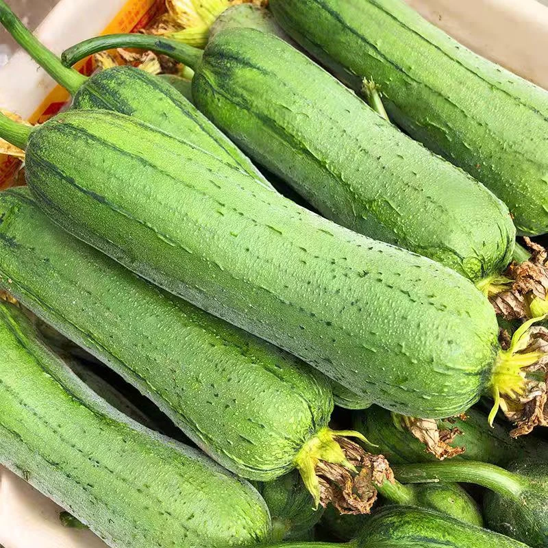 茶陵农家丝瓜露天种植老品种（顺丰包邮）