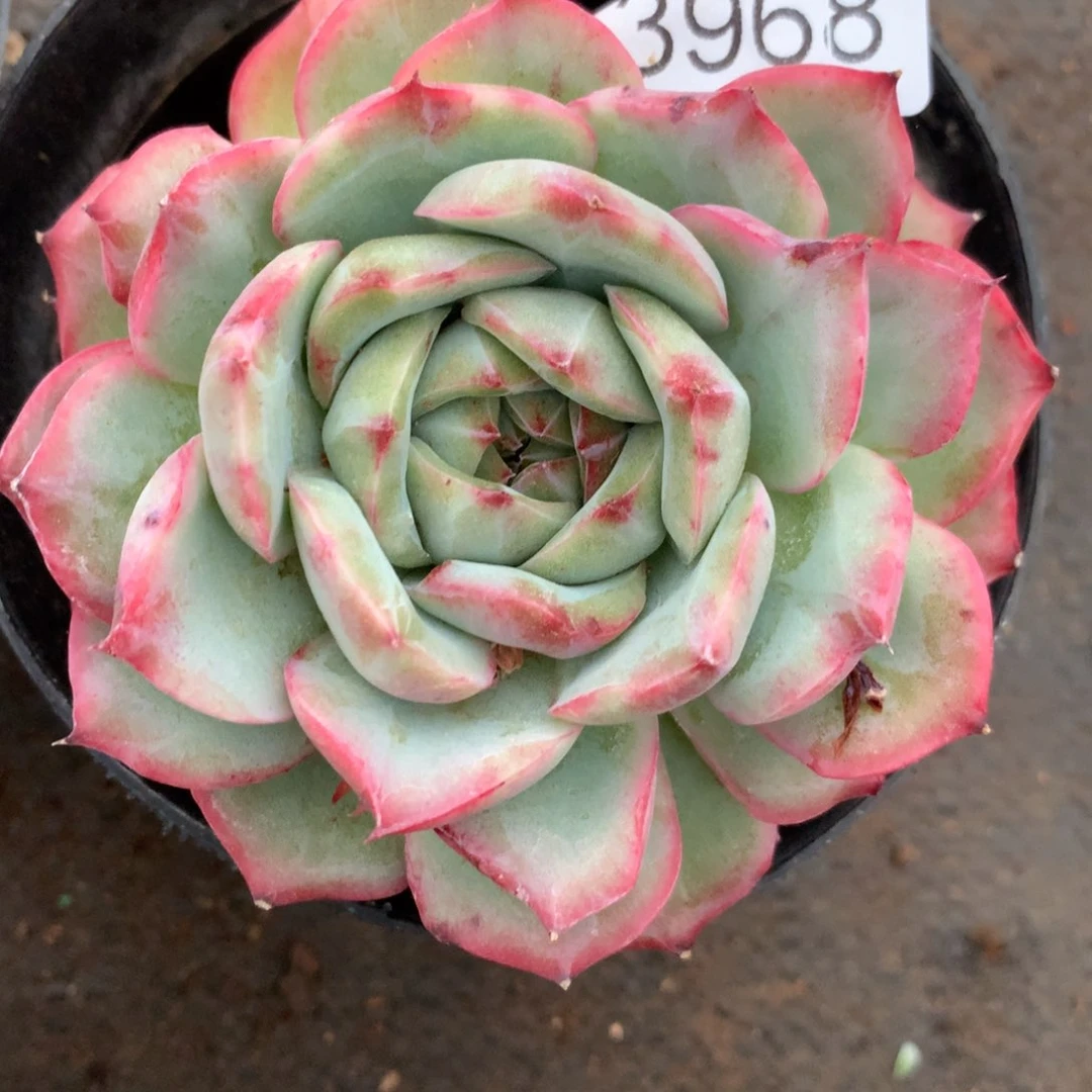 薄**@3968杂交精品基地9厘米