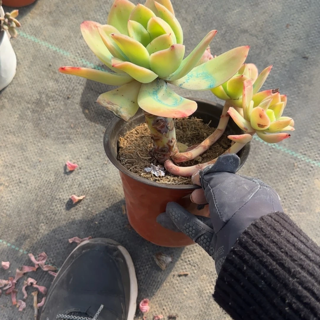 火***山无花朵金辉单头带崽