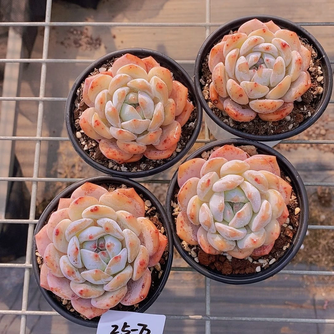 25-72- 草莓橙单头一颗 量拍