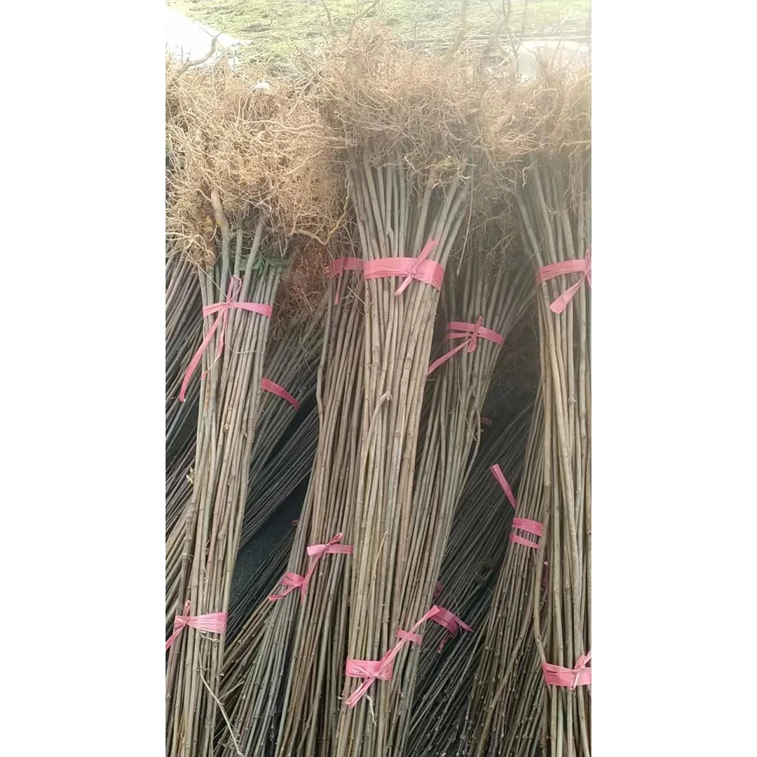 黄柏树苗厚皮川黄柏苗