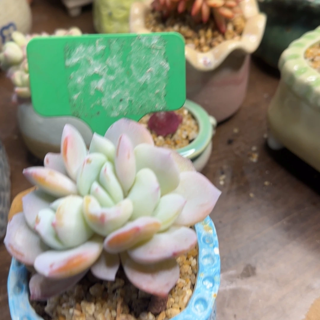 不****～多肉植物奶茶朵朵醉