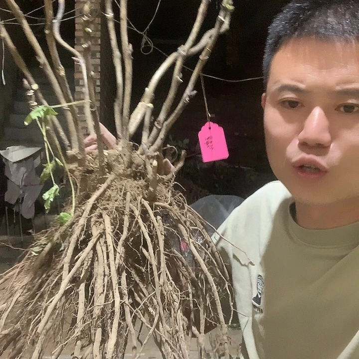 飘***飘当前无花栽培后可以开花