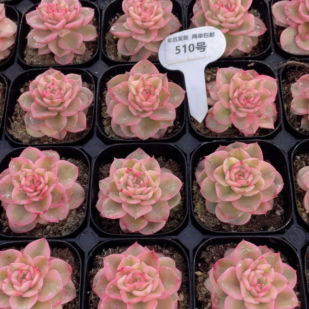 510号 全状态蜡牡丹锦单头两个