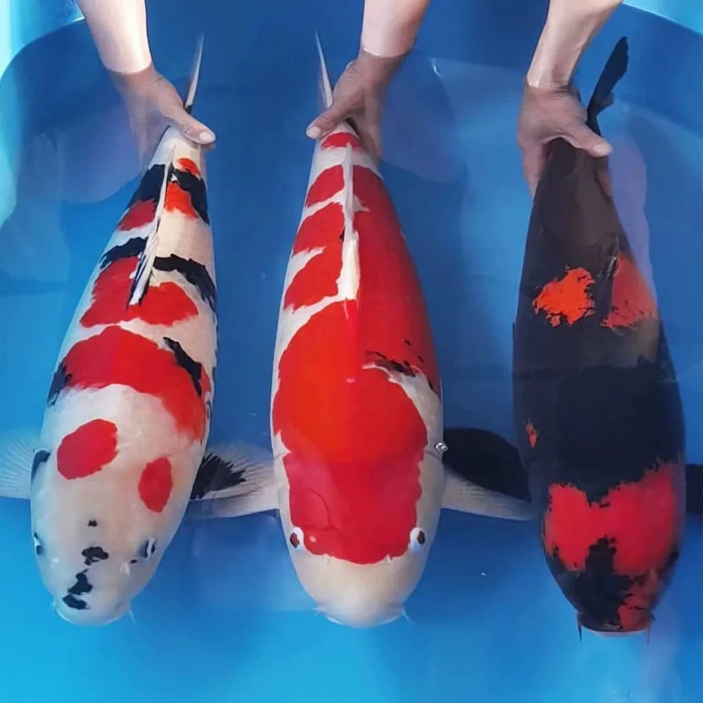 （包活不包邮）锦鲤冷水淡水鱼观赏鱼