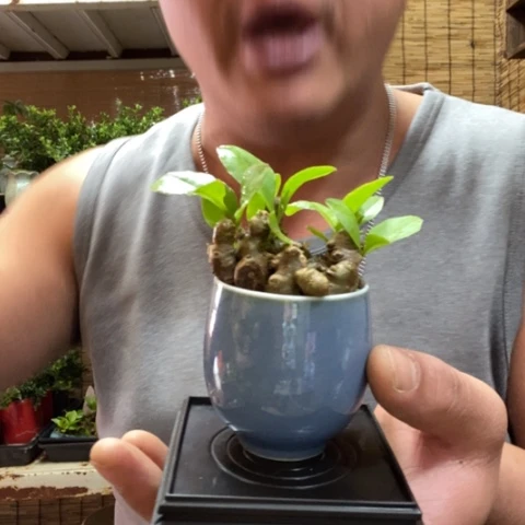 红陶一物一拍所见即所得36