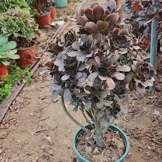 灰圆叶加急发货了4