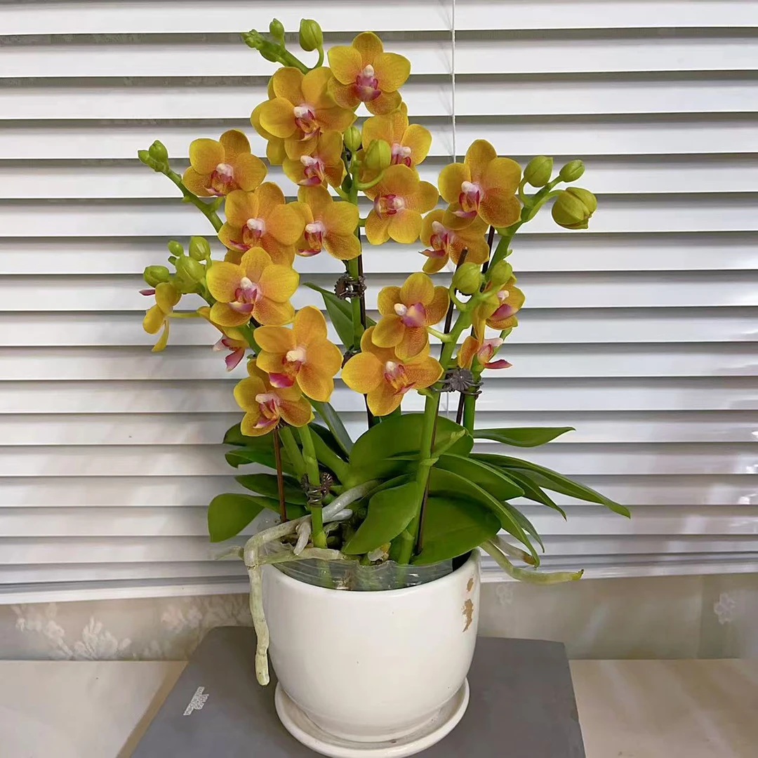 蝴蝶兰【金锁】年宵花 室内花花 广州基地直发