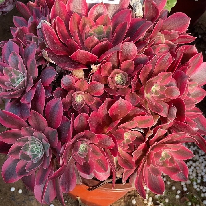 618多肉植物女妖的