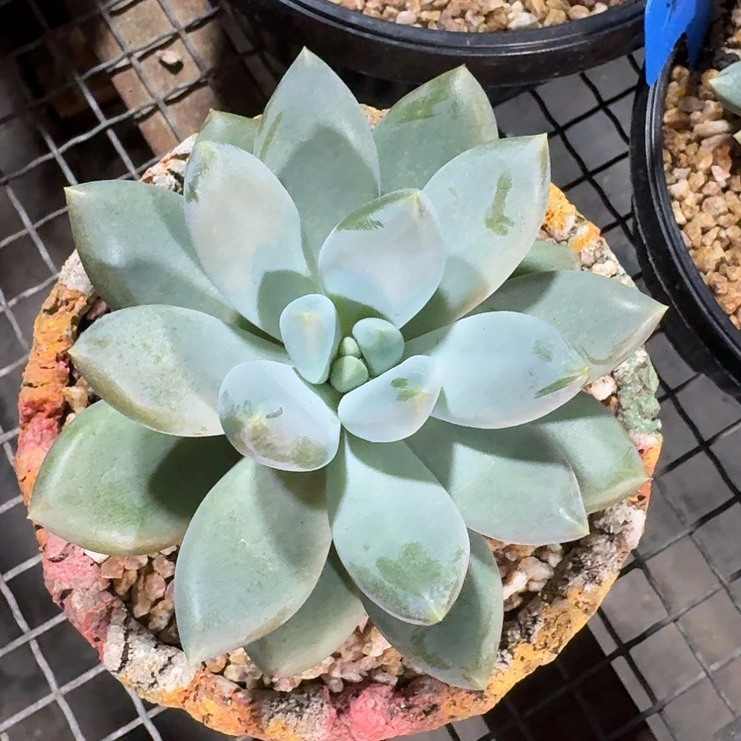 多肉植物哥特萝莉