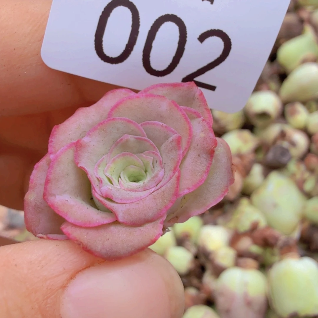无花朵山地玫瑰侧芽2号