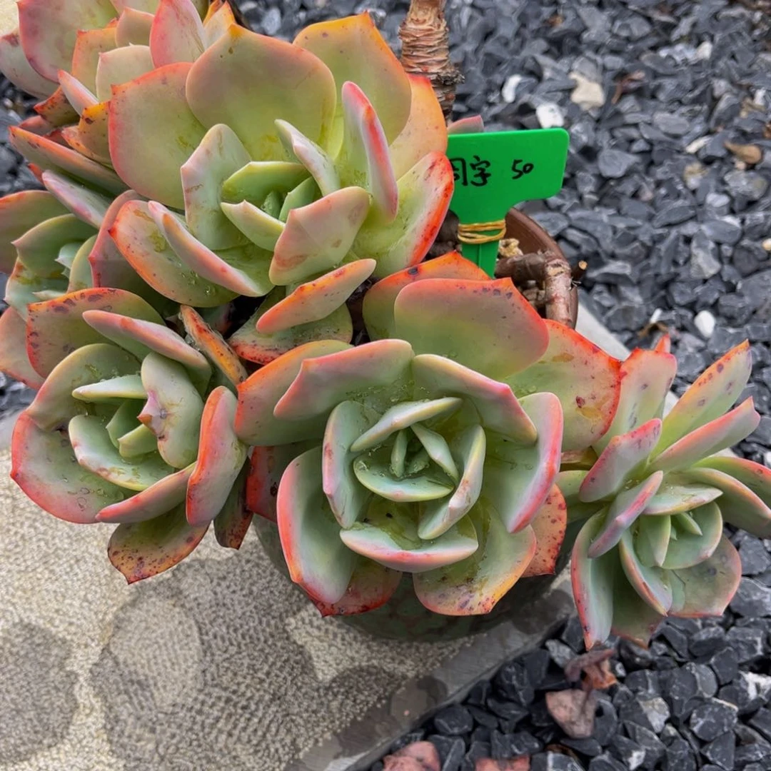 一物一拍多肉植物