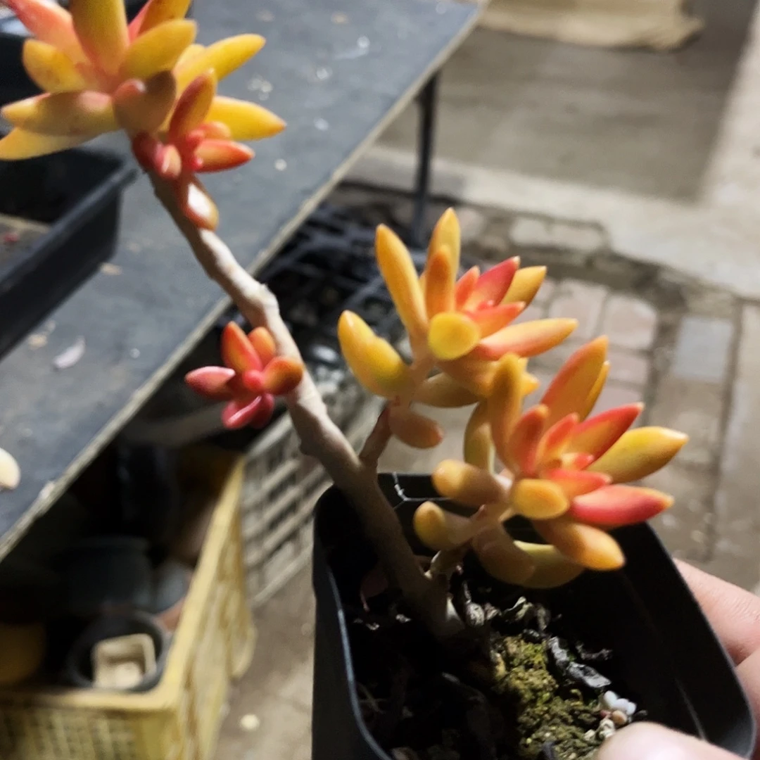 讓****294多肉植物提取萃取剂中